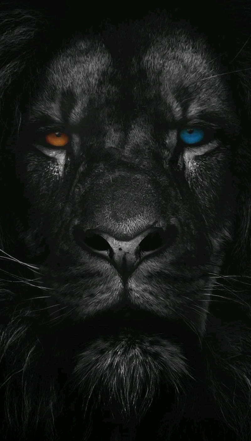 Black Lion, king, lions, HD phone wallpaper | Peakpx