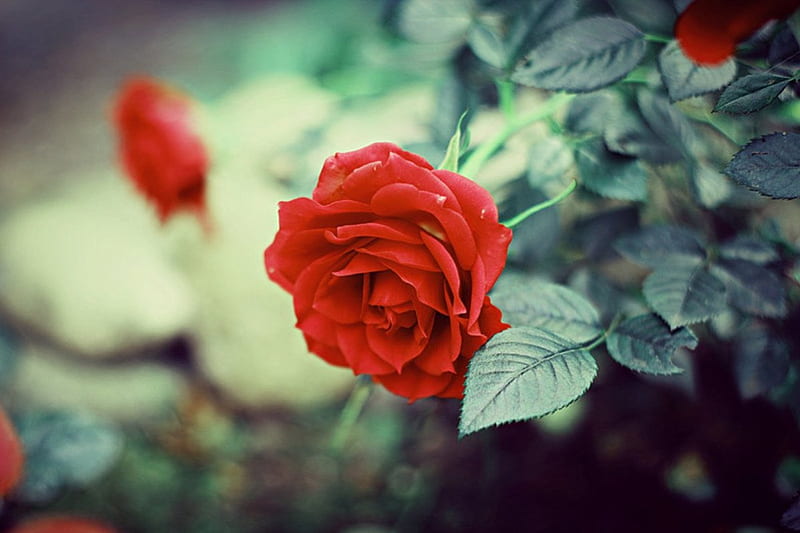 Into Dust, flower, red, soft, roses, HD wallpaper | Peakpx