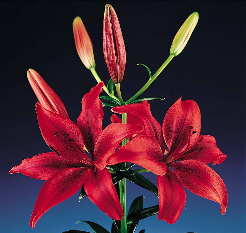 Vibrant Red Lilies, flowers, red lily, HD wallpaper