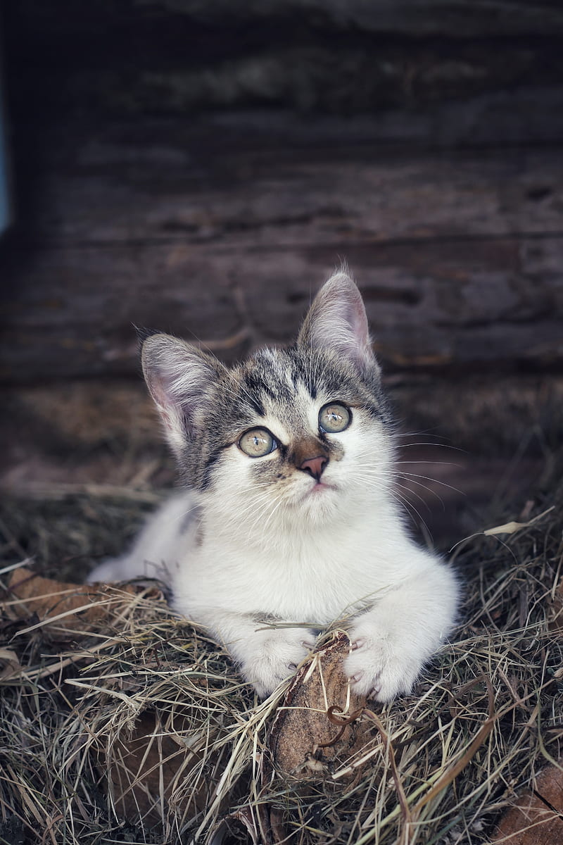 kitten, pet, cat, hay, HD phone wallpaper