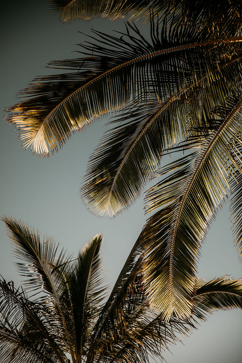palm tree, branches, leaves, HD phone wallpaper