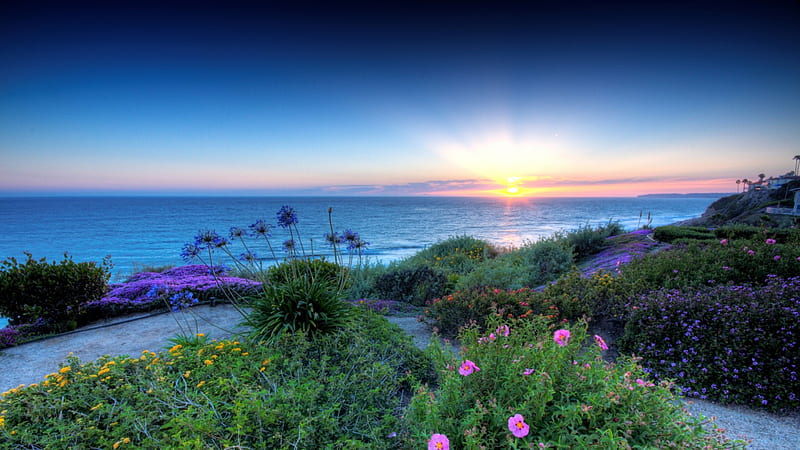 beautiful flowers on san clemente california seacoast r, flowers, r, sunset, coast, sea, HD wallpaper