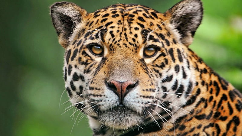 Leopard, pattern, spots, cat, animals, wild cat, HD wallpaper