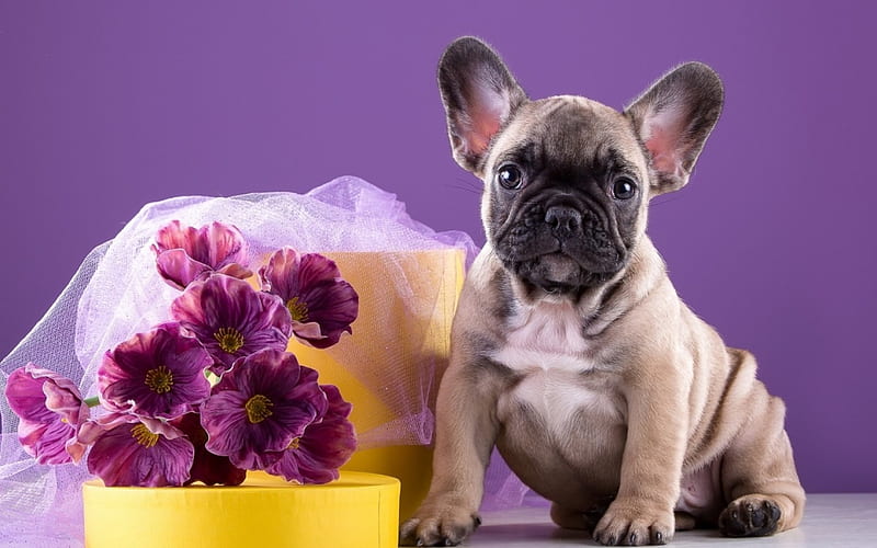 Puppy, caine, french bulldog, yellow, animal, cute, purple, flower, pink, dog, HD wallpaper
