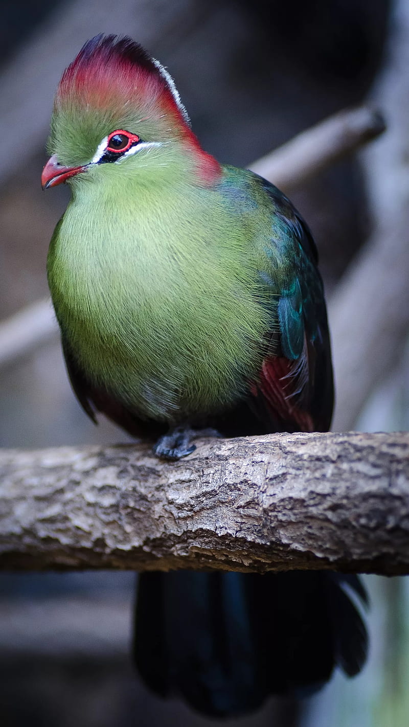 beautiful bird, bird, birds, green, bonito, nature, HD phone wallpaper