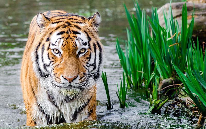 tiger, river, hunting, predator, wildlife, tigers, HD wallpaper