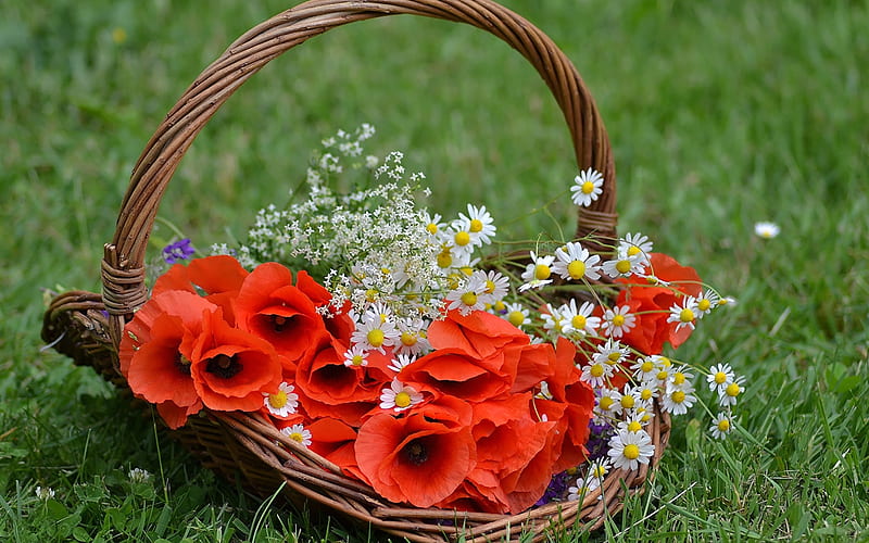 flowers, poppies, basket, red, cool, wicker, nature, HD wallpaper