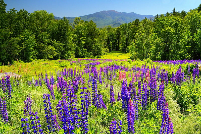 Mountain meadow, pretty, grass, bonito, mountain, nice, green, peaks, flowers, lupin, lovely, fresh, greenery, delight, spring, trees, freshness, purple, summer, violet, nature, meadow, field, HD wallpaper