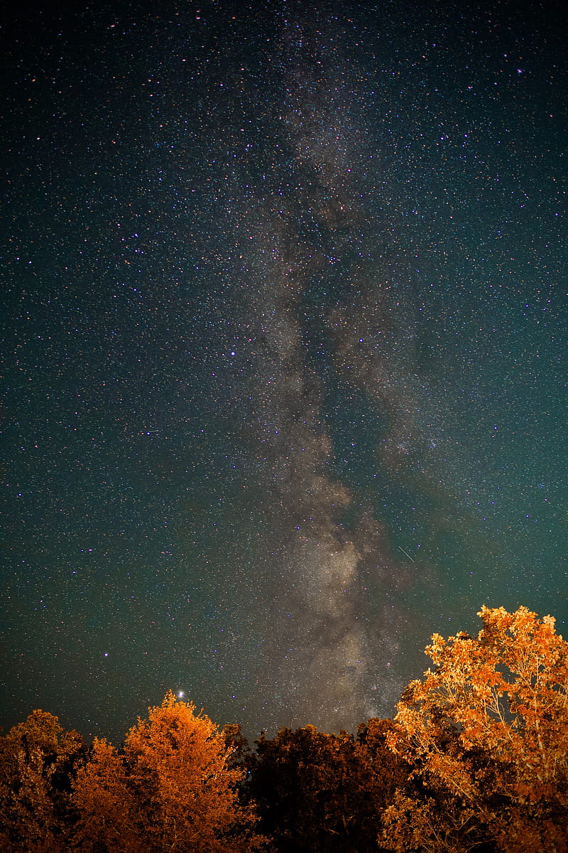 nebula, trees, night, stars, starry sky, HD phone wallpaper
