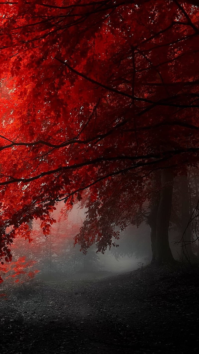 FoggyRed Poplar, black, fog, gray, nature, red, tree, HD phone wallpaper