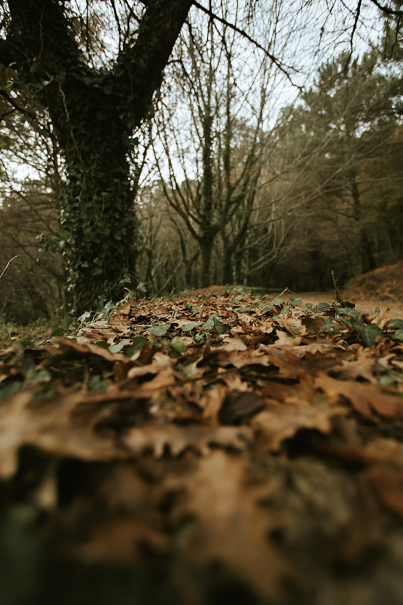 dried leaves on the ground, HD phone wallpaper