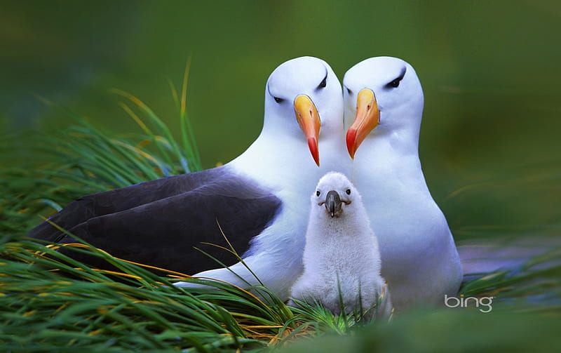 Albatross Family, Family, bing, Albatross, HD wallpaper