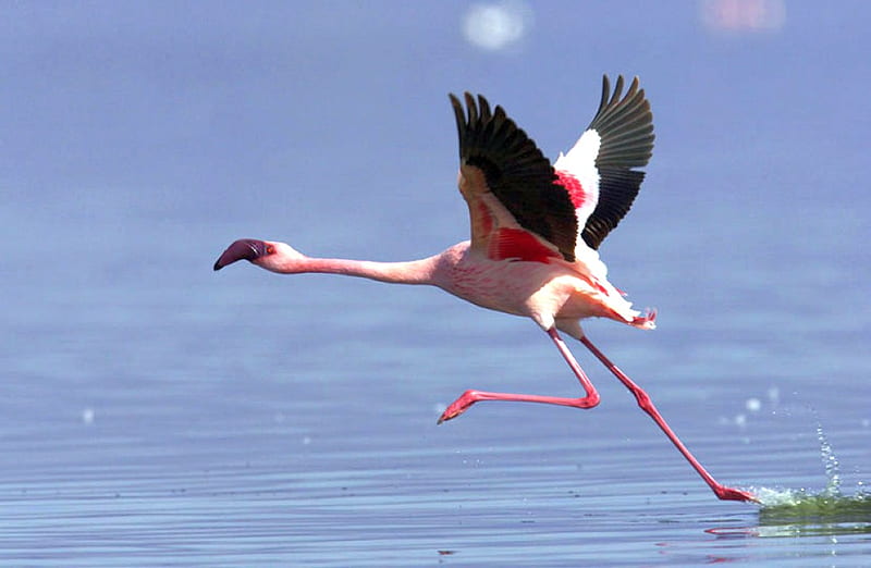 Flamingo Takeoff, flamingo, takeoff, bonito, HD wallpaper