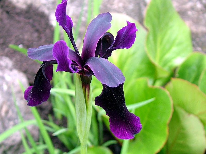 Purple Iris, flower, purple, plant, iris, HD wallpaper
