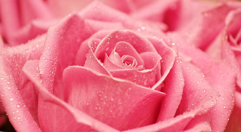 Crispy Fresh Rose, nice, rose, pink, fresh, HD wallpaper