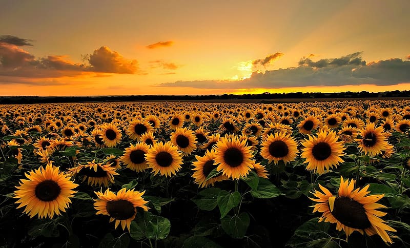 Flowers, Summer, Flower, Sunrise, , Field, Sunflower, Yellow Flower, HD wallpaper