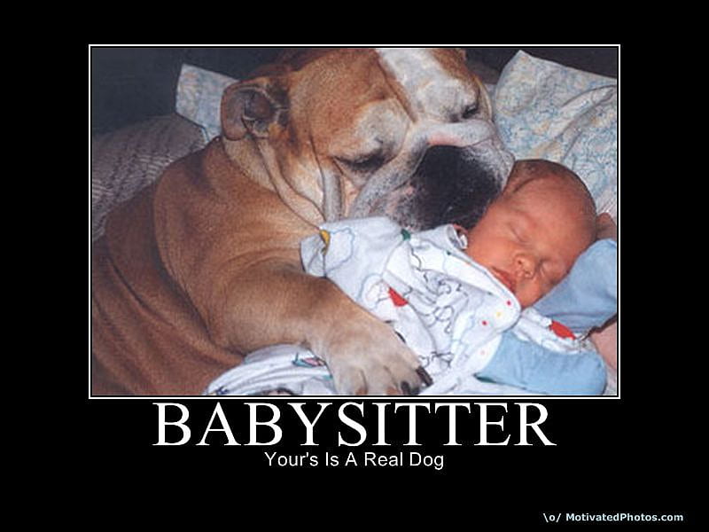 baby sitter, sitter, funny, baby, dog, HD wallpaper
