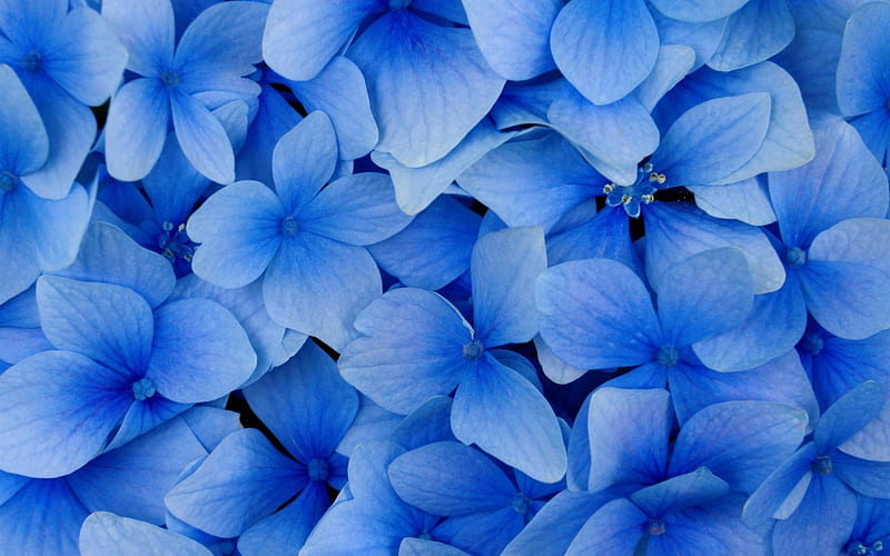 blue hydrangea blossoms-flowers graphy, HD wallpaper