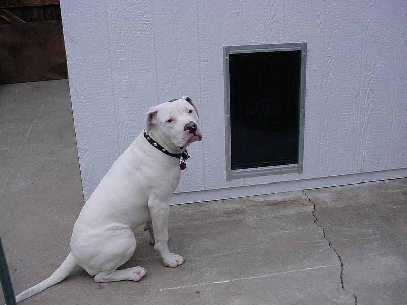 Angus the American bulldog and his new dog house, new, angus, dog house, ameerican bullbog, HD wallpaper