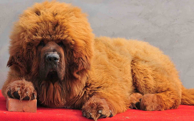 Tibetan Mastiff Dog, fluffy dog, puppy, cute dog, funny dog, brown Tibetan Mastiff, pets, cute animals, dogs, Tibetan Mastiff, HD wallpaper