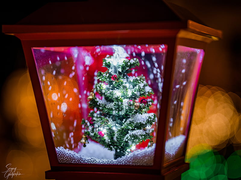 Lantern, winter, snow globe, tree, HD wallpaper