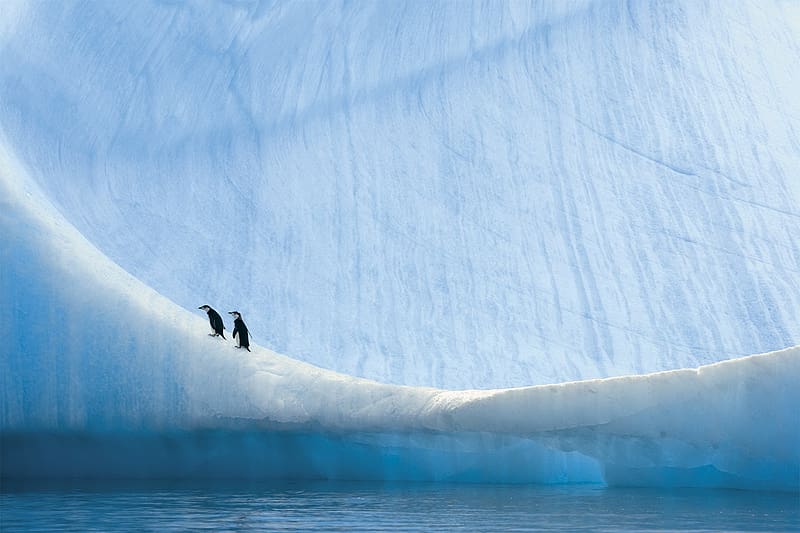 Birds, Ice, Bird, Animal, Antarctica, Penguin, HD wallpaper