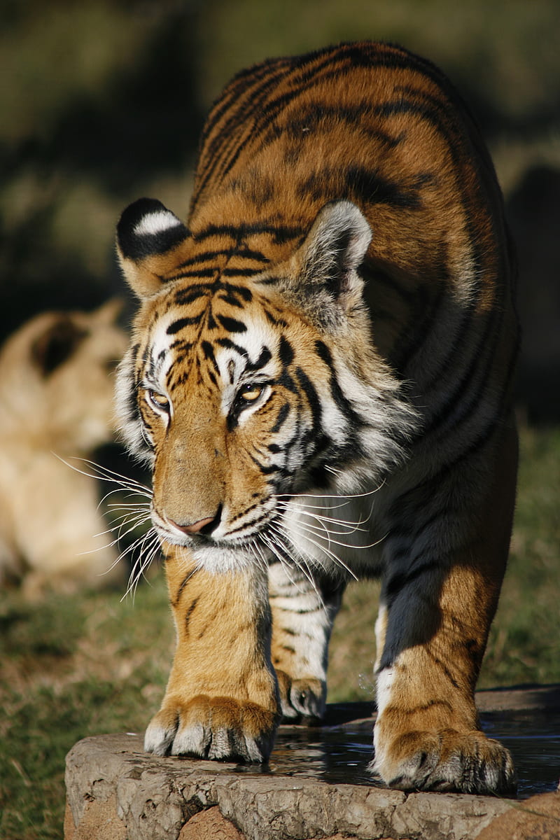 animals, big cats, tiger, HD phone wallpaper
