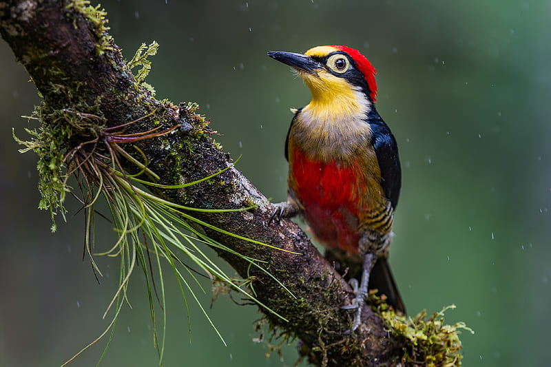 Woodpecker, red, bird, yellow, pasari, nature, ciocanitoare, HD wallpaper