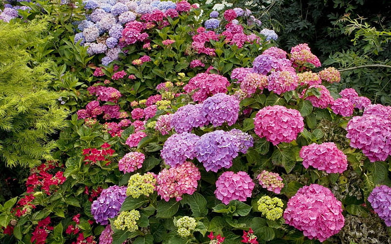 East Ruston Garden. Norfolk,England, hidrangeas, wonderful, england, garden, norfolk, nice colors, HD wallpaper