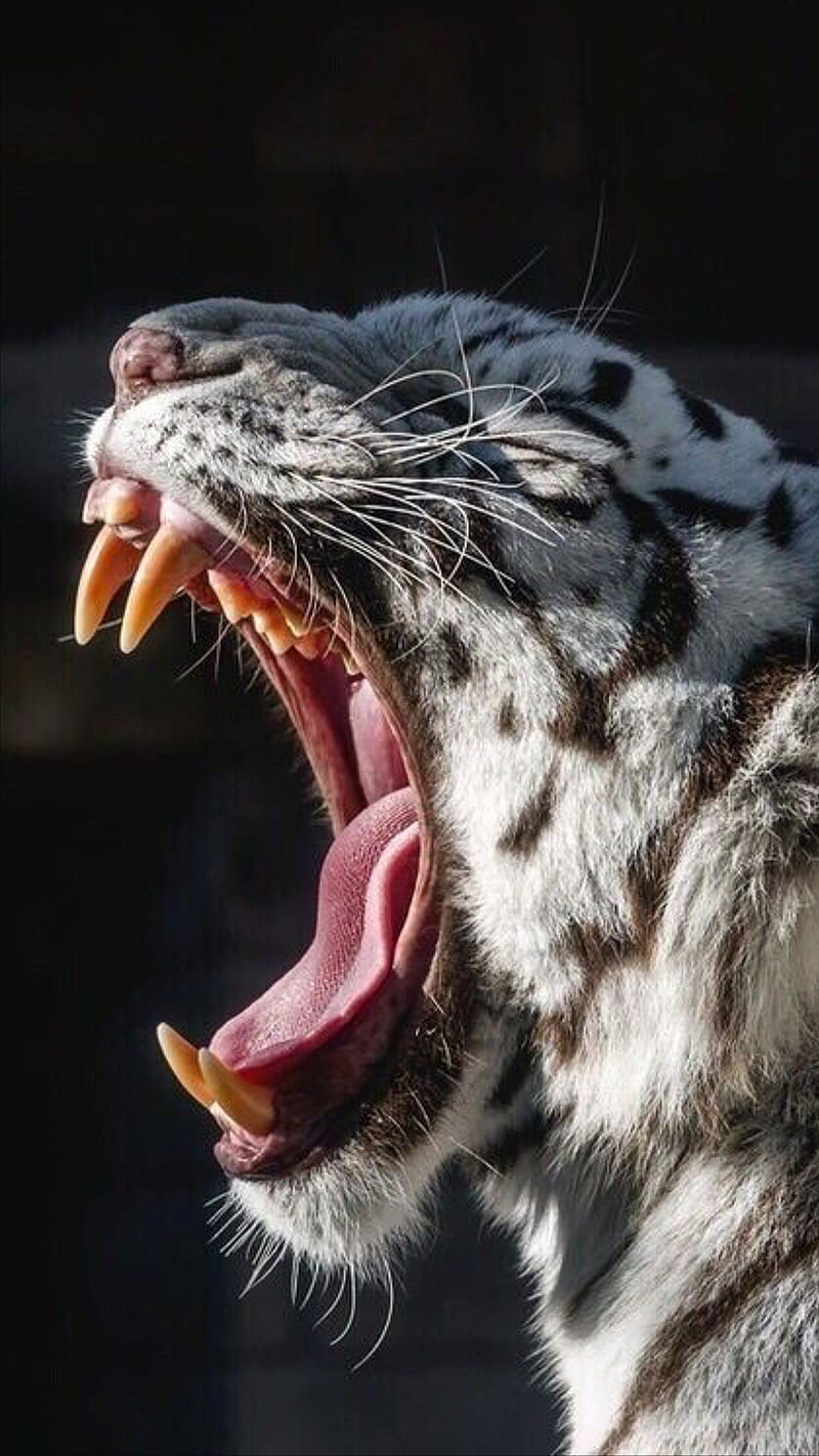 White angry tiger, animal, big, cats, mouth, teeth, tongue, wild, HD phone wallpaper