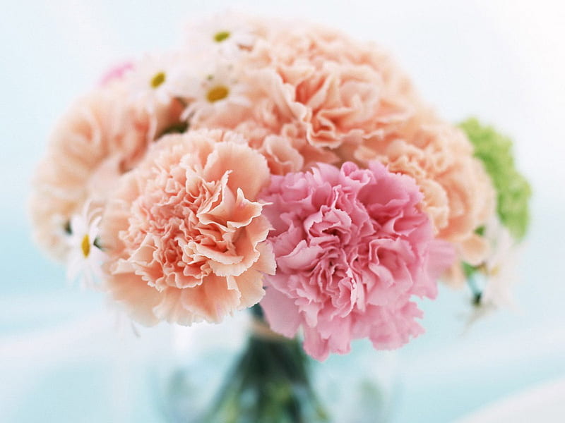 pink carnations, karanfili, flowers, vase, nature, carnations, pink, HD wallpaper