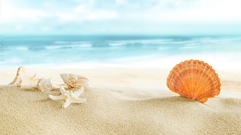 Star Fish Sea Snail Shells Molluscs On Beach Sand In Blur Ocean Background Ocean, HD wallpaper