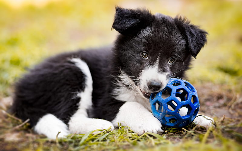 Border Collie Dog, puppy, close-up, pets, cute animals, black border collie, puppy with ball, dogs, Border Collie, HD wallpaper