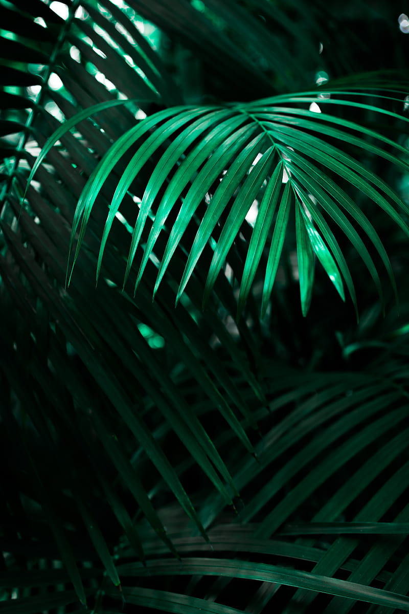 leaf, plant, green, dark, shadow, HD phone wallpaper