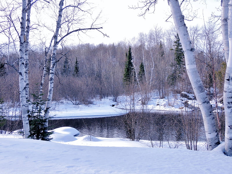 Winter Birch, River, Nature, Forest, graphy, Snow, Birch, Winter, HD wallpaper