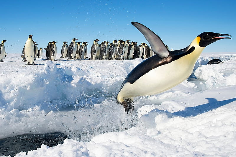 AHHHH!! The water is chilli guys....., ice, water, south pole, pinguins, HD wallpaper