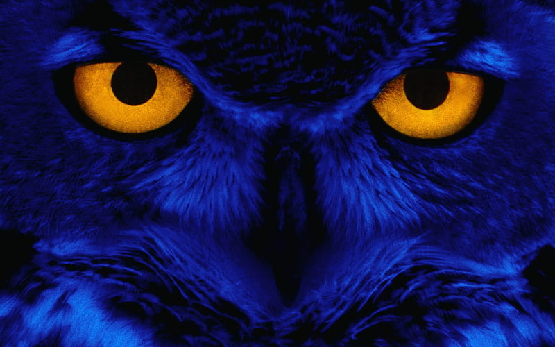 Weird owl, HD wallpaper