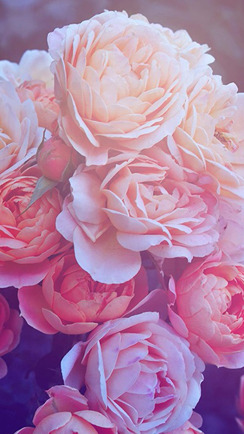 Hot pink background, Pink roses background, Rose wallpaper