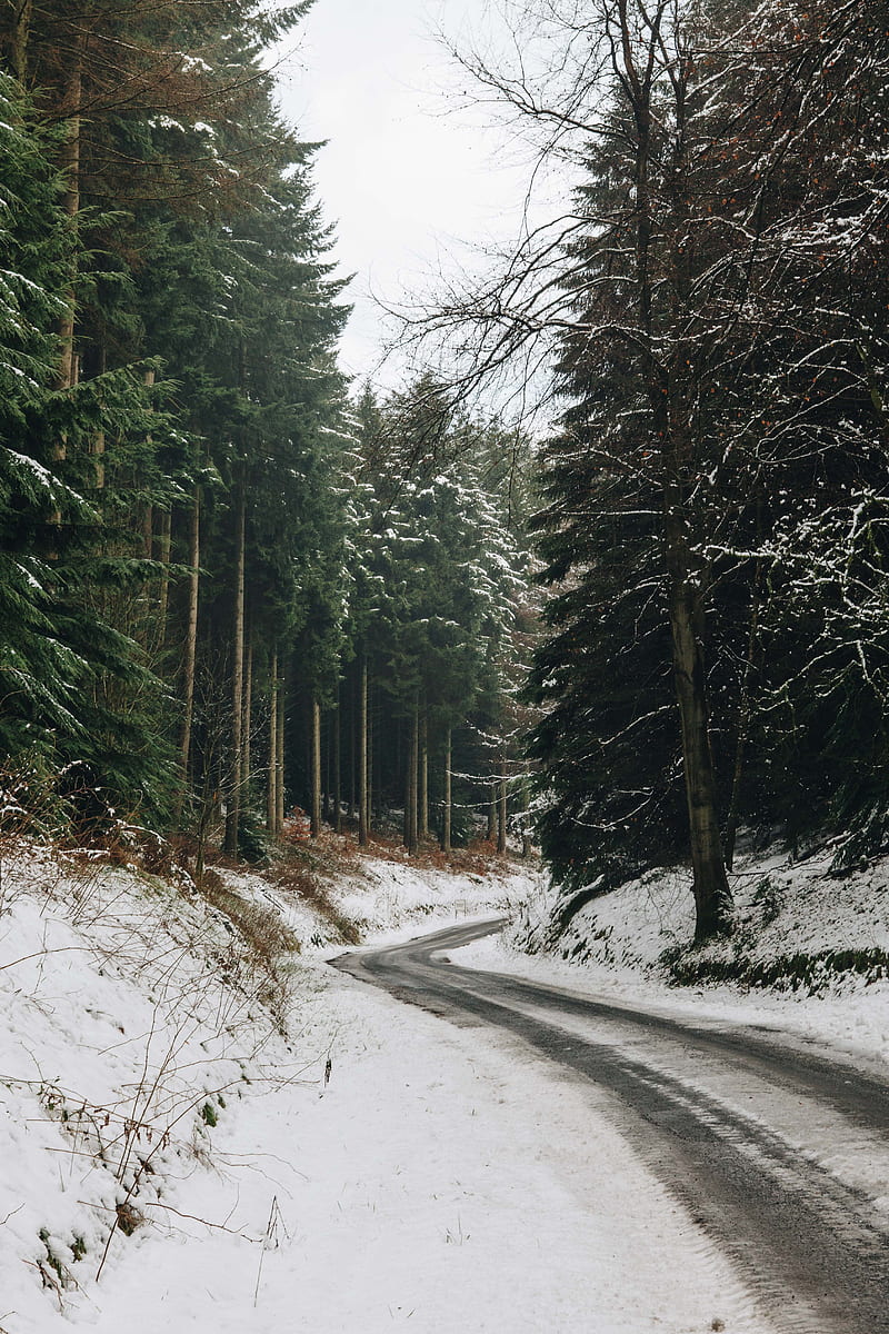 gray road at middle of forest covered with snow, HD phone wallpaper