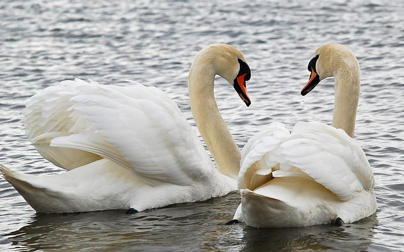 * Pure love *, white swan, amazing, wings, bid, ocean, bonito, swan, sea, water, warmth, love, beauty, nature, friends, HD wallpaper