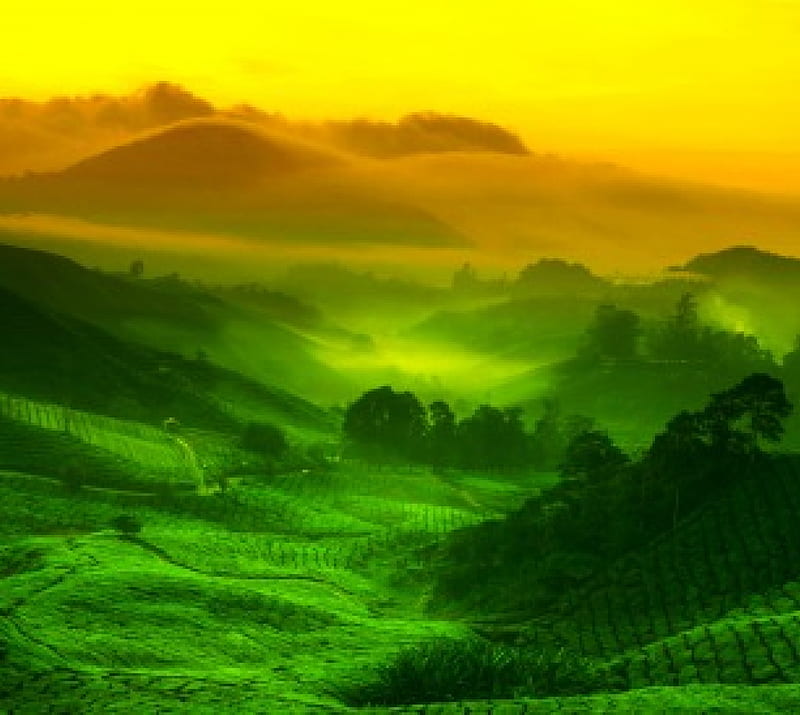 Sunrise At Cameron Highlands, green valley, Malaysia, mountains, tea plantation, yellow sky, bonito, morning mist, trees, HD wallpaper