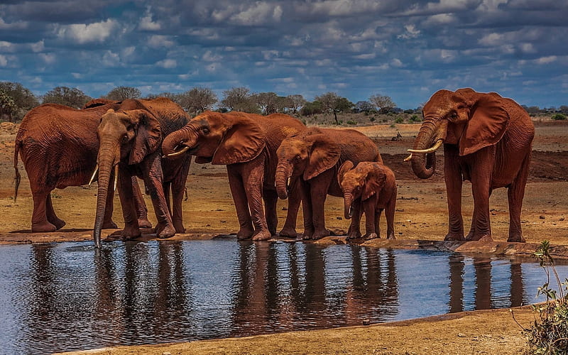 africa, savannah, drink, elephants, river, little elephant, r, HD wallpaper