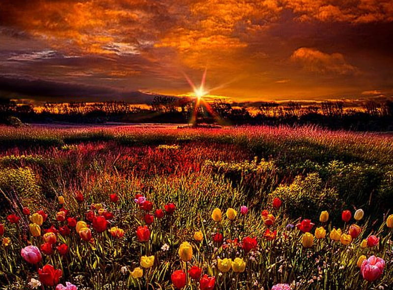 Sunrise over the Flowers field, mountains, flowers, nature, sunrise, tulips, trees, field, HD wallpaper