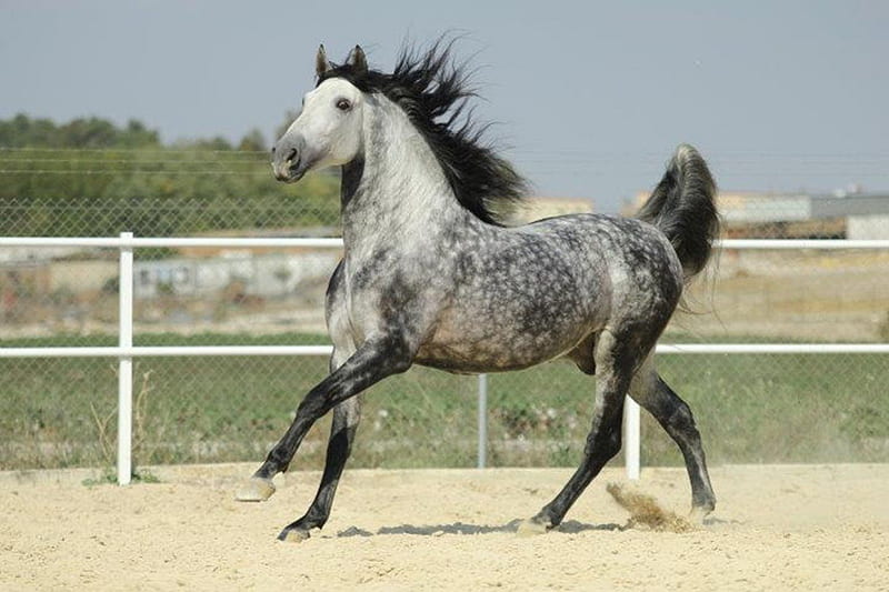 Dappled Grey Prancer, dappled grey, gris, andalusian, horses, spanish, HD wallpaper