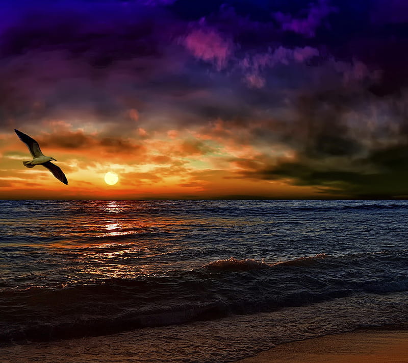 SUNSET, beach, cloud, flying, gull, sea, sky, HD wallpaper