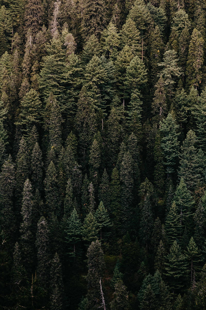 forest, trees, aerial view, green, vegetation, HD phone wallpaper