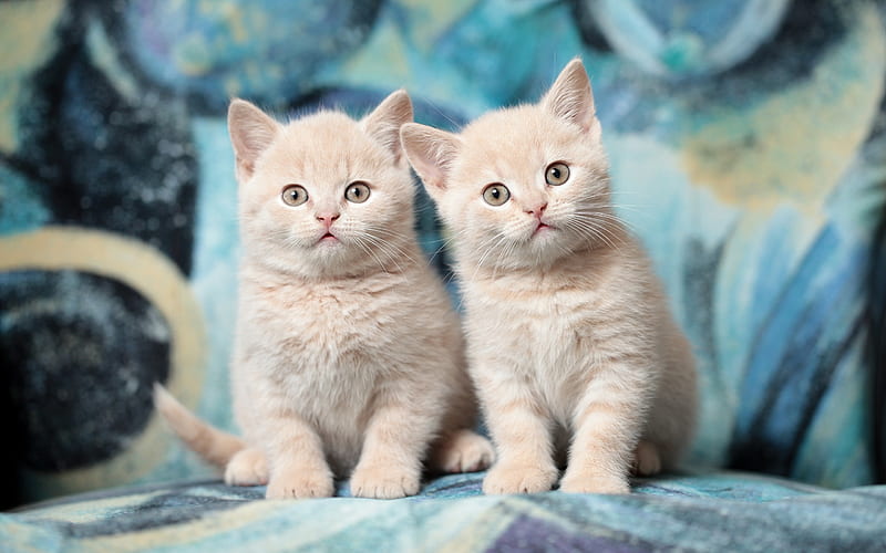 British Shorthair, kittens, ginger cat, domestic cat, pets, cats, cute animals, British Shorthair Cat, HD wallpaper