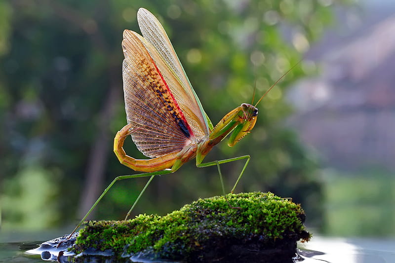 LIKE A DINO, bug, praying mantis, macro, insect, mantis, HD wallpaper