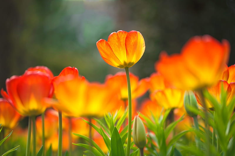 Single glowing tulip in field, glow, orange, garden, flowers, spring, bonito, tulip, field, single, HD wallpaper