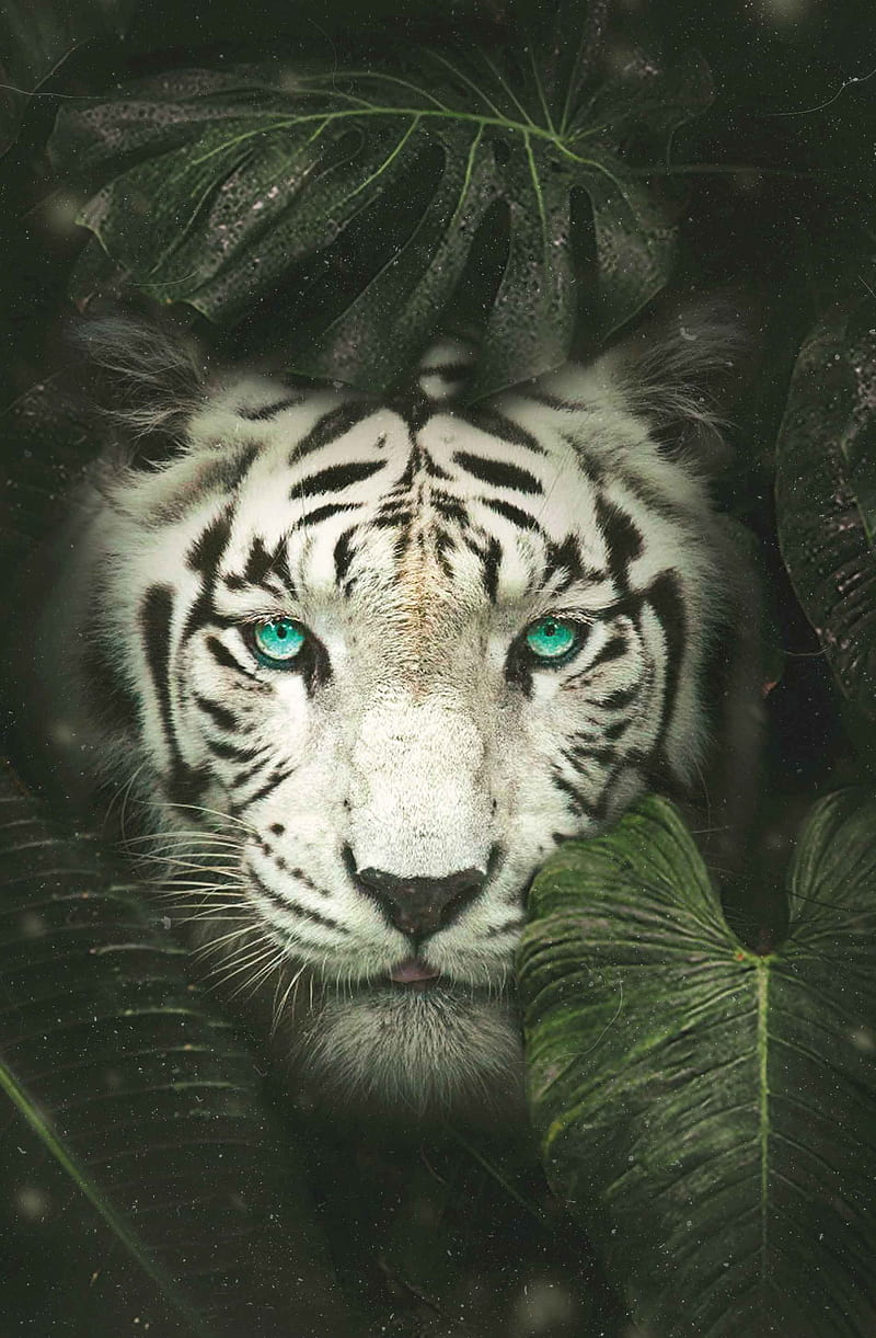 White tiger, animals, bef ang mo kio ave 1, bengal tiger, bishan,  conceptual, HD phone wallpaper | Peakpx
